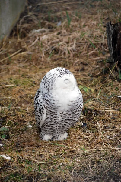 Bewohner Des Vogelparks Der Kaluga Region — Stockfoto