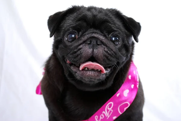 Portrait of a black pug with a pink ribbon on a white background