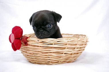 Bir pug siyah köpek yavrusu kırmızı bir yay ile bir wattled sepetiçinde oturur