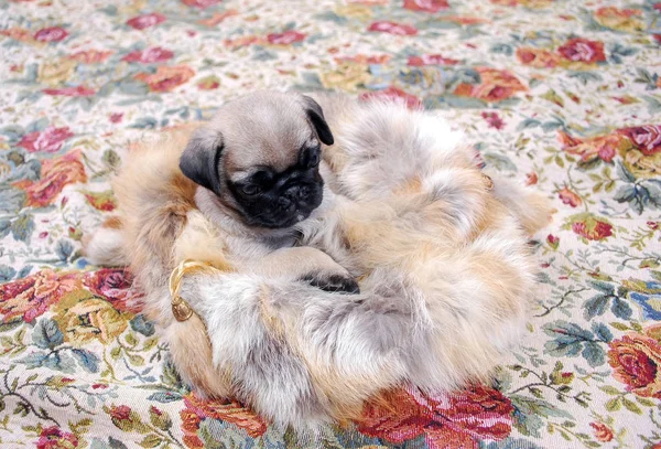 Bej köpek Mopsa bir tilki kürk çanta oturur