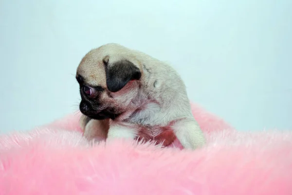 Cachorro Pug Bege Senta Travesseiro Rosa — Fotografia de Stock