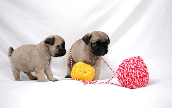 Deux Chiots Beige Mopsa Odeur Boules Multicolores Fil — Photo