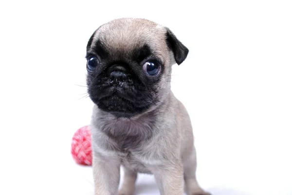 Cachorro Beige Mopsa Cuesta Mira Fijamente —  Fotos de Stock