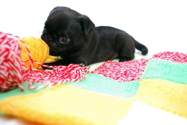 Cachorro Negro Mopsa Roe Una Bola Lana —  Fotos de Stock