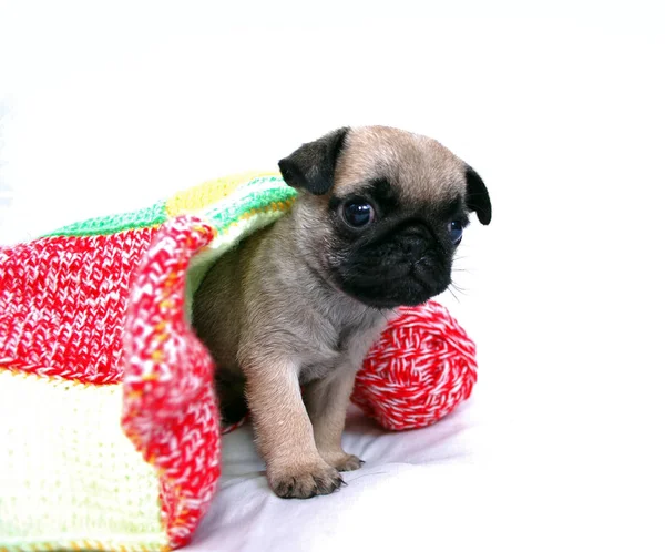 Cachorro Beige Mopsa Sale Debajo Una Tela Cuadros Lana —  Fotos de Stock