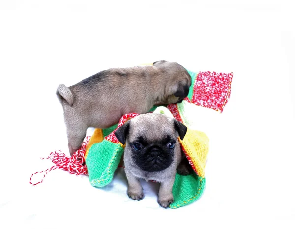 Two Beige Puppies Mopsa Play Woolen Plaid White Background — Stock Photo, Image