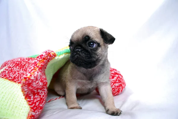 Cachorro Beige Mopsa Sale Debajo Una Tela Cuadros Lana —  Fotos de Stock