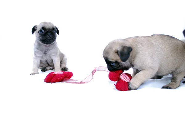 Chiots Mopsa Jouer Avec Une Fleur Rouge Tricotée Sur Fond — Photo