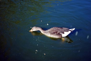Gine kazı bir gölette yüzüyor ve tahıl kırıntıları var.