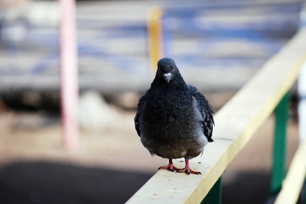 Die Wilde Taube Sitzt Auf Einem Geländer — Stockfoto