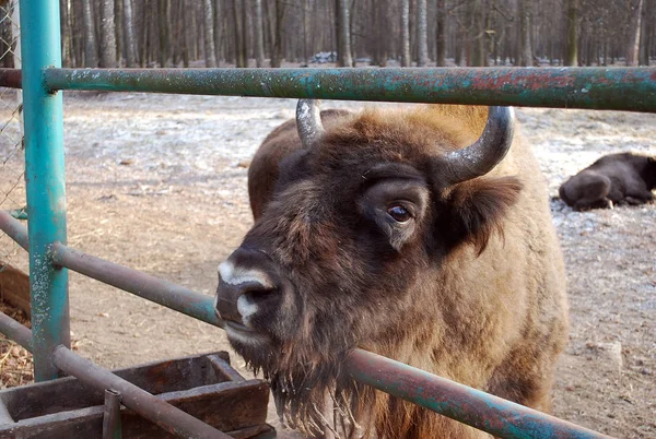 Bisons Reserva Prioksko Terrasny —  Fotos de Stock