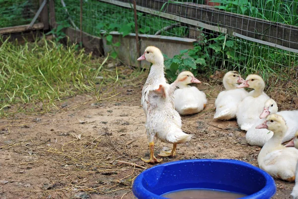 Zuchtküken Moskitonten Der Geflügelfarm Spaziergang Fahrerlager — Stockfoto