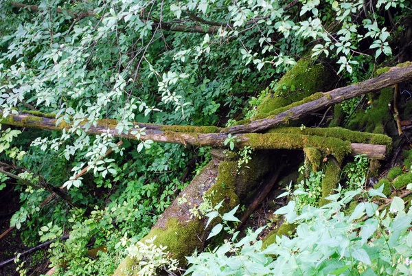 Filete Árbol Montaña Bosque Fuente Sagrada Gremyachy Clave — Foto de Stock