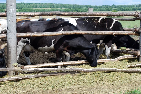 Cows are neglected in the summer sunny day on a farm. Agriculture.