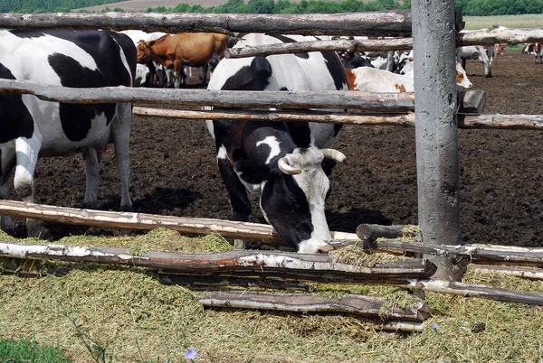 Cows are neglected in the summer sunny day on a farm. Agriculture.