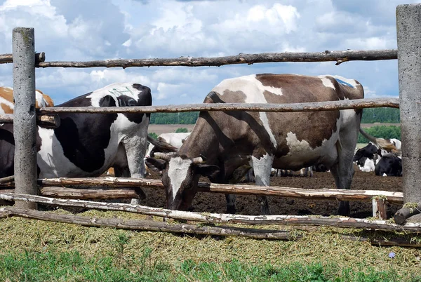 Kühe Werden Sonnigen Sommertag Auf Einem Bauernhof Vernachlässigt Landwirtschaft — Stockfoto