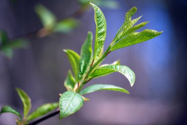 Bir ağacın genç yaprakları. Ağaçlar ve çiçekler üzerinde bahar yaprakları çiçekleri.