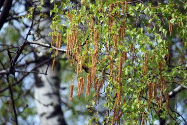 İlkbaharda huş dallarında küpeler
