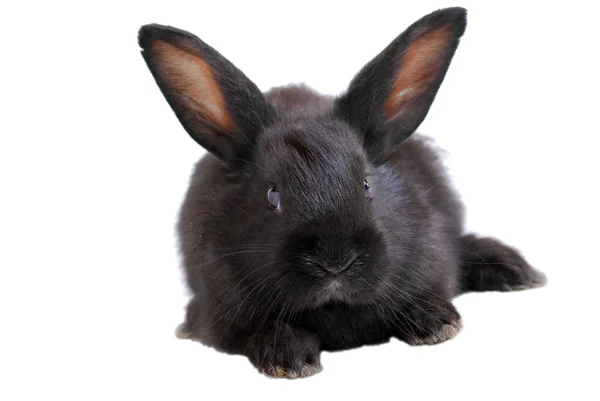 Conejo Negro Sobre Fondo Blanco Aislado —  Fotos de Stock