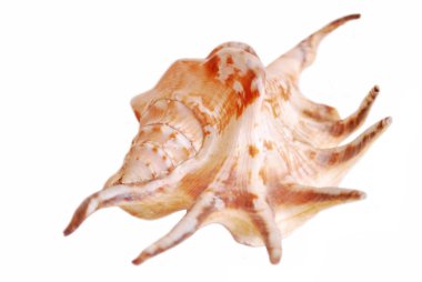 Beyaz arka planda deniz kabuğu. Izole.