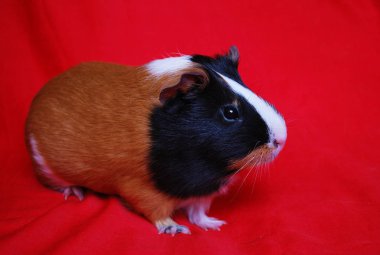 Eskiden şiling şimdi domuz kırmızı zemin üzerine