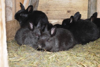 Yuvadaki siyah bunnies. Çiftlik.
