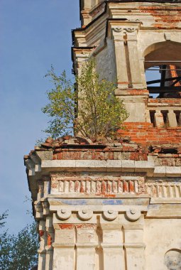 Ağaç çan kulesinin çatısında yetişir. Nikolskoye köyünde terk edilmiş bir Aziz Nikolaos Kilisesi'nin parçası. Ruza bölgesi. Moskova bölgesi. Rusya.