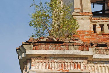 Ağaç çan kulesinin çatısında yetişir. Nikolskoye köyünde terk edilmiş bir Aziz Nikolaos Kilisesi'nin parçası. Ruza bölgesi. Moskova bölgesi. Rusya.