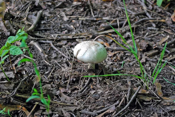 Yenmez mantar Umbrella Morgan (Chlorophyllum molybdites) bir yaz ormanda büyüyen.