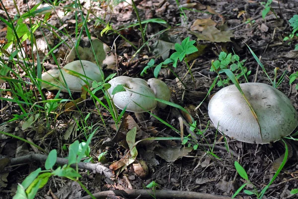 Paraguas Hongo Inestable Morgan Chlorophyllum Molybdites Creciendo Bosque Verano — Foto de Stock