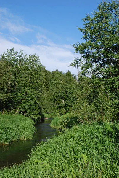 Forest River Clear Summer Day — Stock Photo, Image