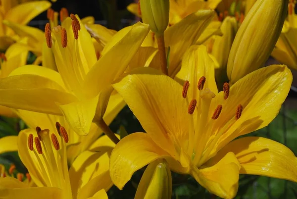 Цветок Лилии Растет Саду После Дождя — стоковое фото