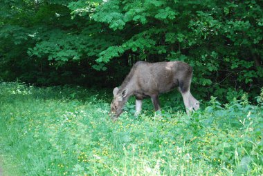 Geyik Park Sokolniki yaz çayır çıktı