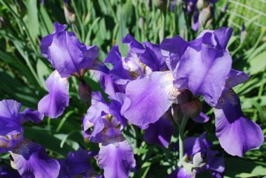 Yaz bahçesinde iris çiçeği. Yakın çekim.