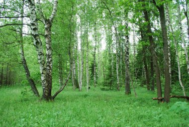 Sıcak bir yaz gününde yeşil huş ağacı glade