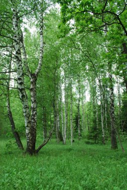 Sıcak bir yaz gününde yeşil huş ağacı glade