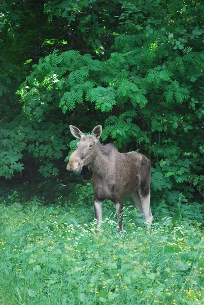 鹿在索科尔尼基公园的夏季草地上出来 — 图库照片