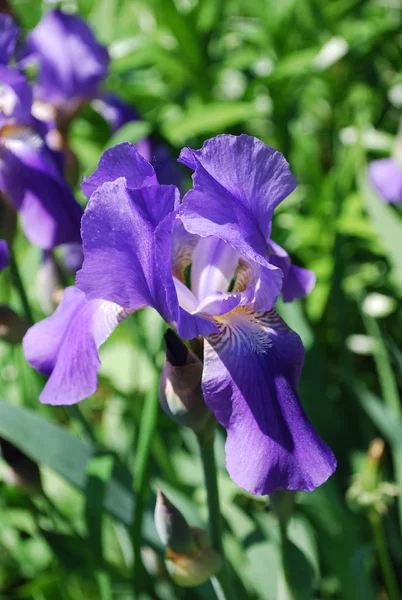 Yaz bahçesinde iris çiçeği. Yakın çekim.