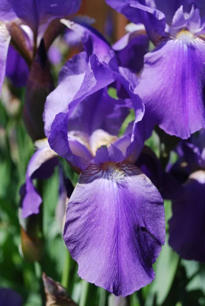 Yaz bahçesinde iris çiçeği. Yakın çekim.