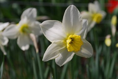 Sarı taç Narcissus ile Narcissus melkogalechnyj beyaz