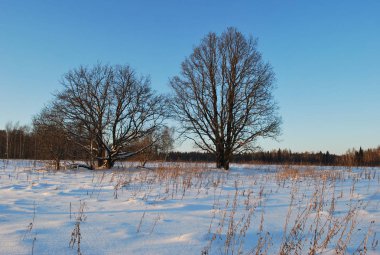 Tarlada iki meşe. Doğa. Kış manzarası.