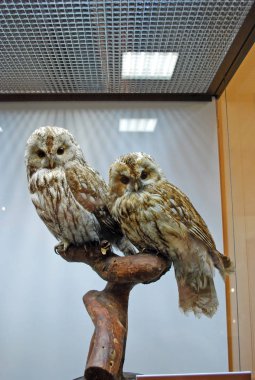 Bir dal üzerinde oturan yırtıcı aile Baykuş iki kuş doldurulmuş.