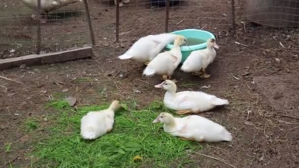 Дорослі Білі Каченята Колоді Їдять Зірвану Зелену Траву Ють Воду — стокове відео