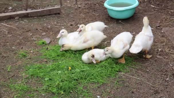 Gli Anatroccoli Bianchi Adulti Nel Recinto Mangiano Erba Verde Spennata — Video Stock