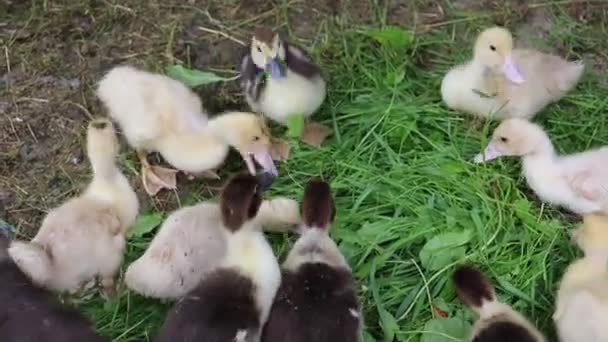 Les Petits Canetons Indoda Dans Paddock Perturbés Mangent Herbe Verte — Video