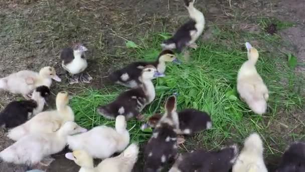 Malé Kachničky Indoda Ohradě Narušil Jíst Zelenou Trávu Farma Farming — Stock video