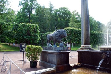 Peterhof. - Rusya. 8 Haziran 2013. Çekicilik. Peterhof Müzesi rezervi. Aslan şelalesinin yanındaki aslan heykeli. Rusya 'ya seyahat.