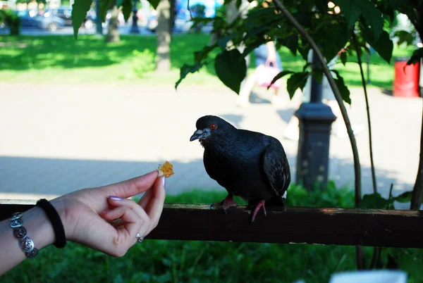 공원에 비둘기 마리가 카페에 베란다로 날아가 조각을 달라고 합니다 재밌는 — 스톡 사진