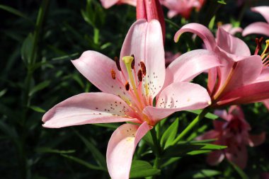 Güneşli bir günde, yaz bahçesinde çiçek açan pembe bir zambak çiçeği. Flora yakın plan..