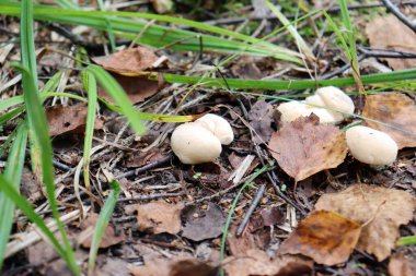 Sarı kirpi mantarı yaz ormanlarında yetişir. Filizler yaprakların arasında kurur. Flora..